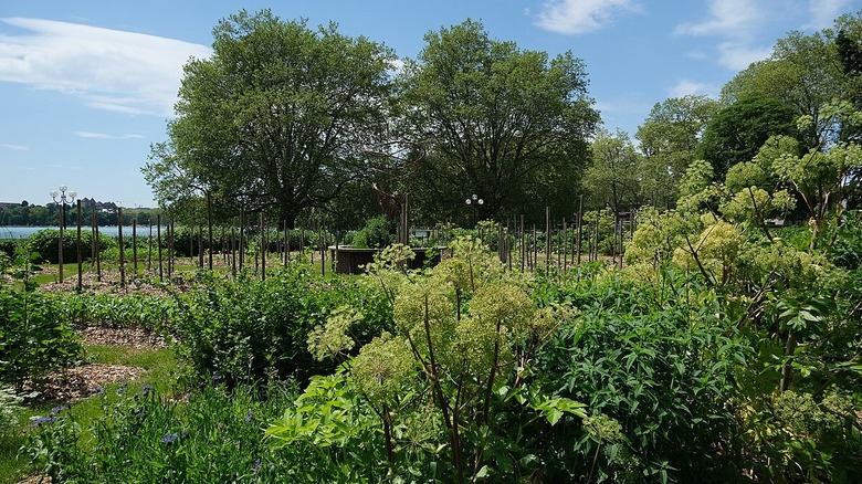 Large food forest with tall trees, shrubs, and groundcover plants