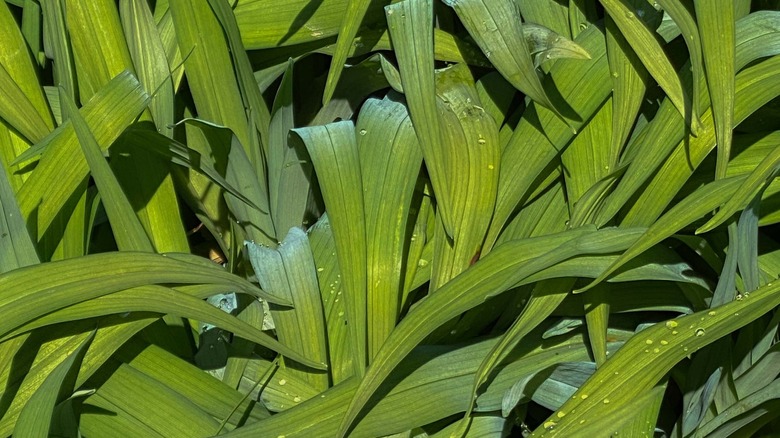 green carex blades