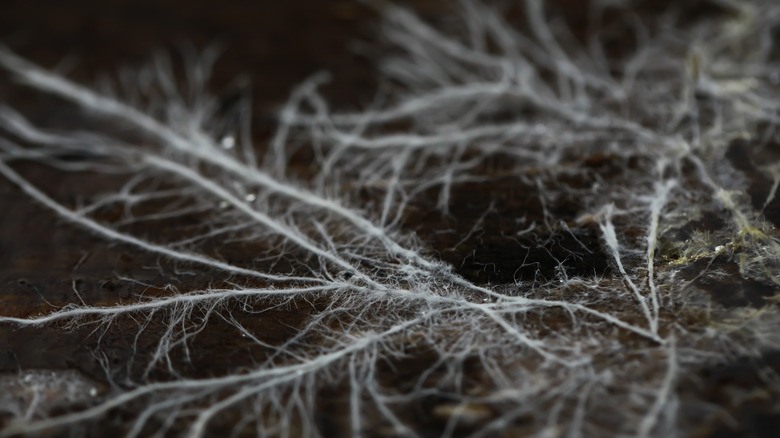 Mycelium root structure
