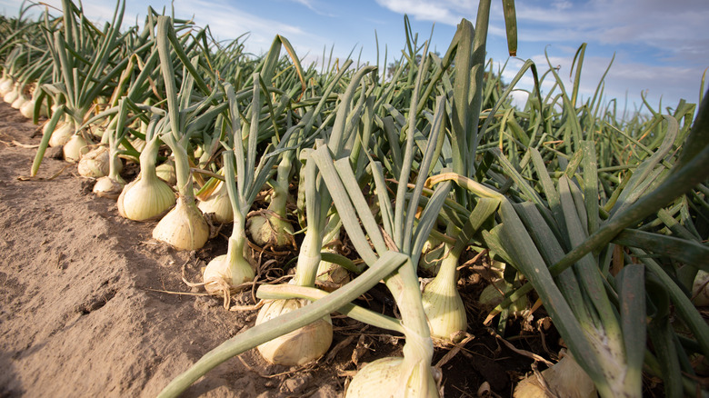 Walla Walla onions in field