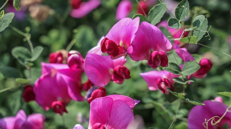 pink sweet pea flowers