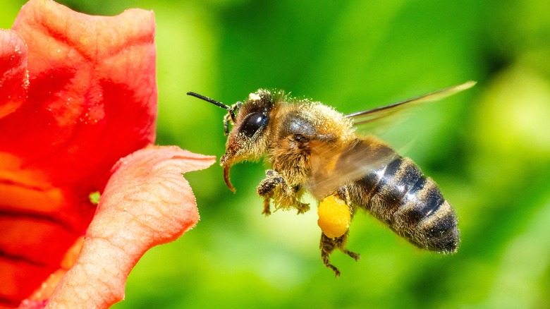 honey bee preparing to pollinate a flower