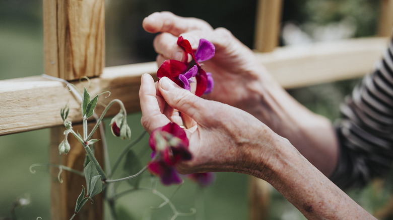 older woman's hands wrapping sweet pea around a wood trellis