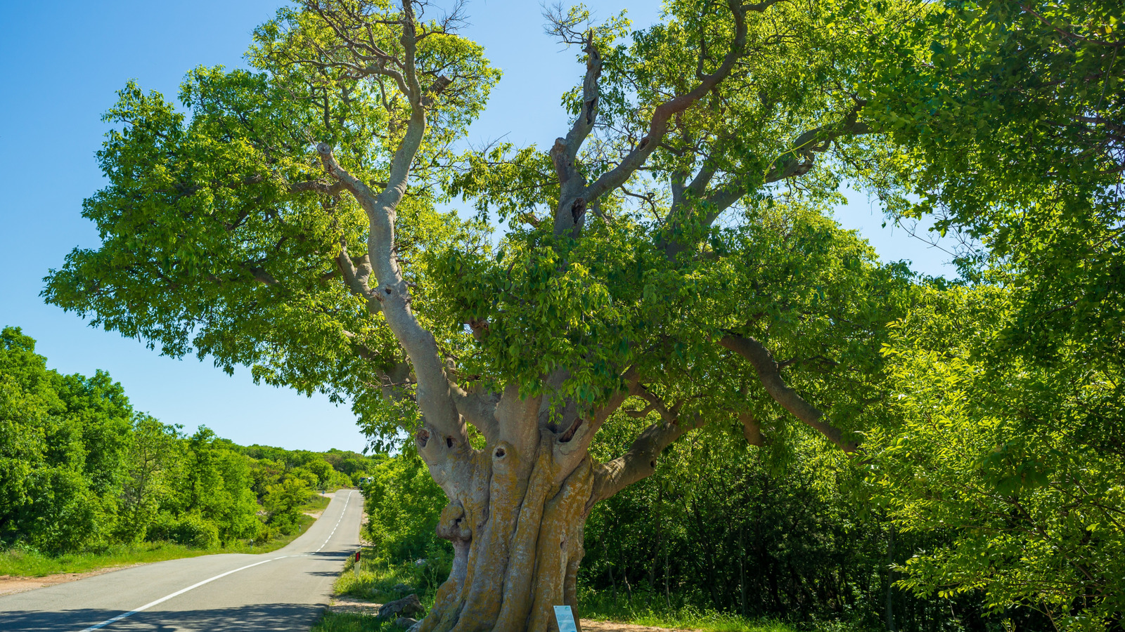 The Sweet Fruit Tree That Is A Better Alternative To Hackberry Tree