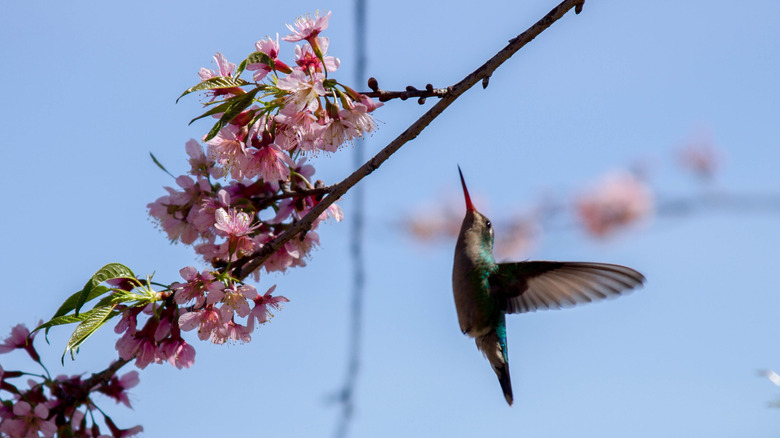 Hummingbird approaching cherry blossoms on tree