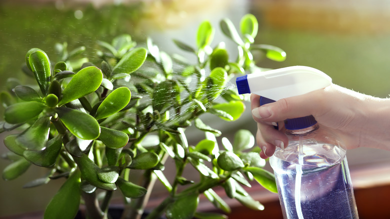 Spraying plant with spray bottle