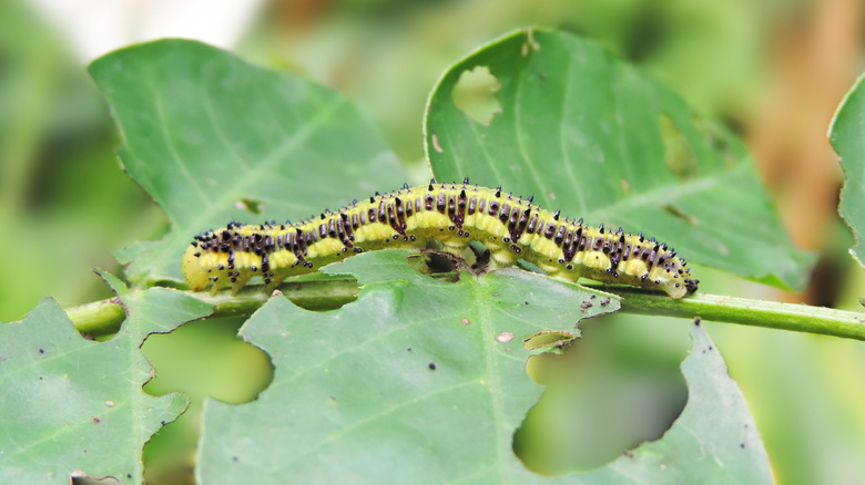 Caterpillar eating leaf