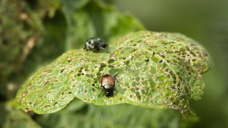 Beetles eating leaf