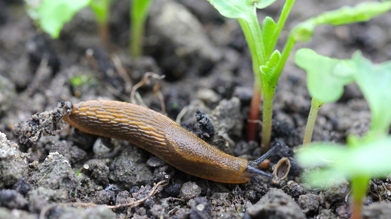 slug moving through garden 