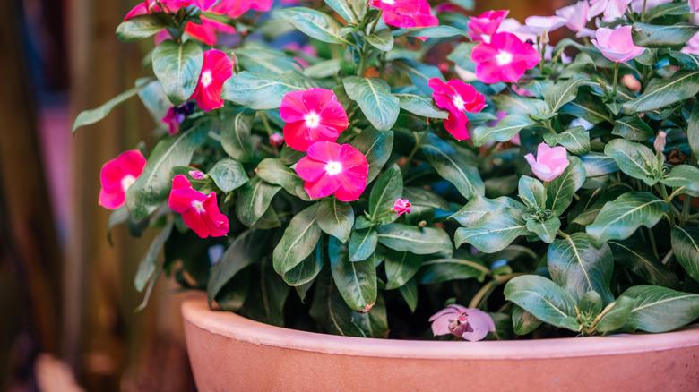 Mirabilis jalapa in a terracotta garden container