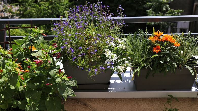 A colorful collection of flowering pot plants
