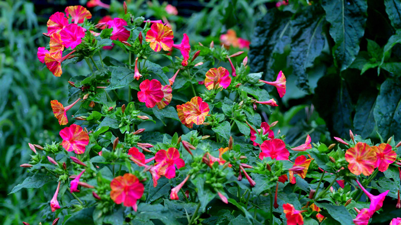 Bright and colorful pink Mirabilis jalapa