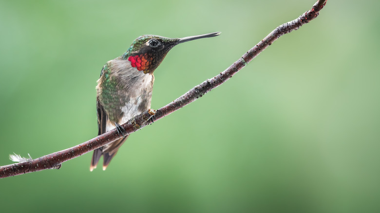 Hummingbird perched on a branch