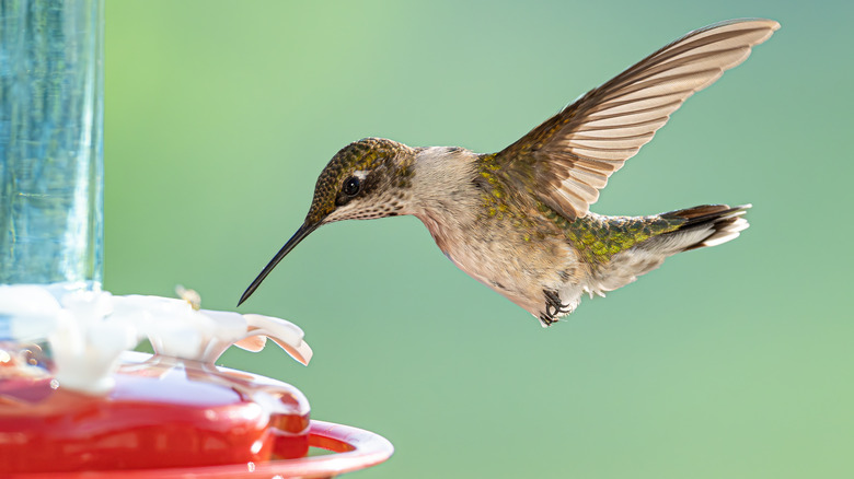 Ruby-throated hummingbird drinking from feeder