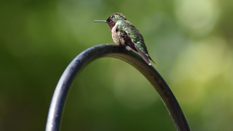 Hummingbird perched on a shepherd's hook