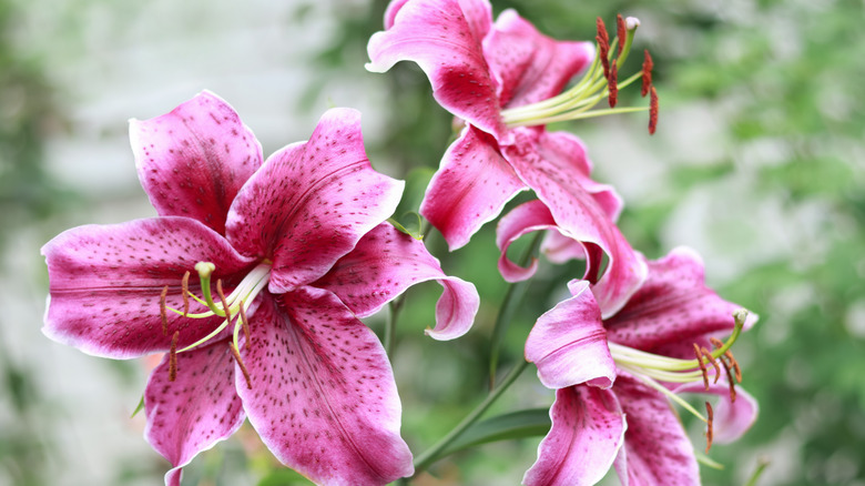 Purplish-pink lily flowers with yellow and red stamens.