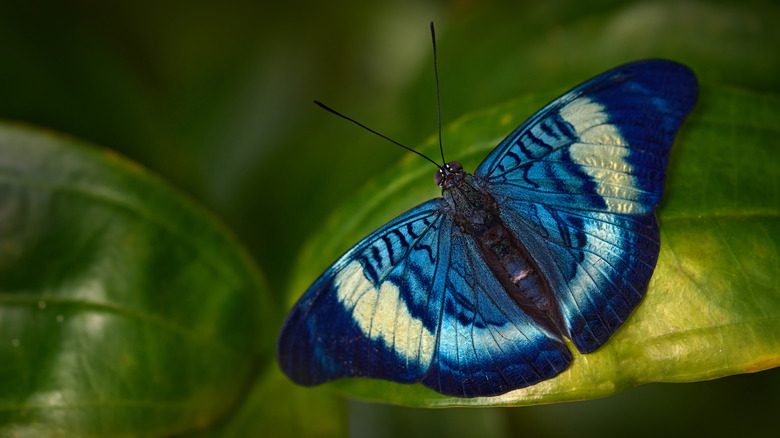 Closeup of blue butterfly on a leaf.