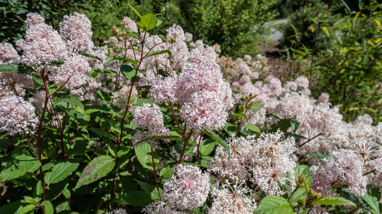 Green bush with clusters of small, white flowers.