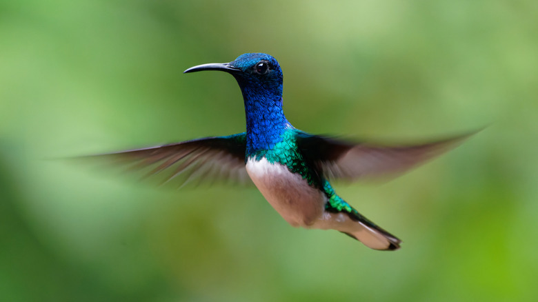 Blue and green hummingbird in flight.