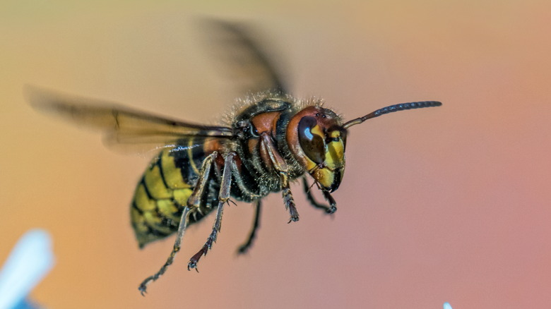 wasp flying 
