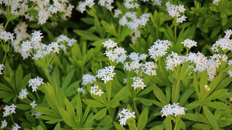 Sweet woodruff in bloom