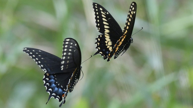 An butterfly with orange and black wings rests on the stem of a plant.