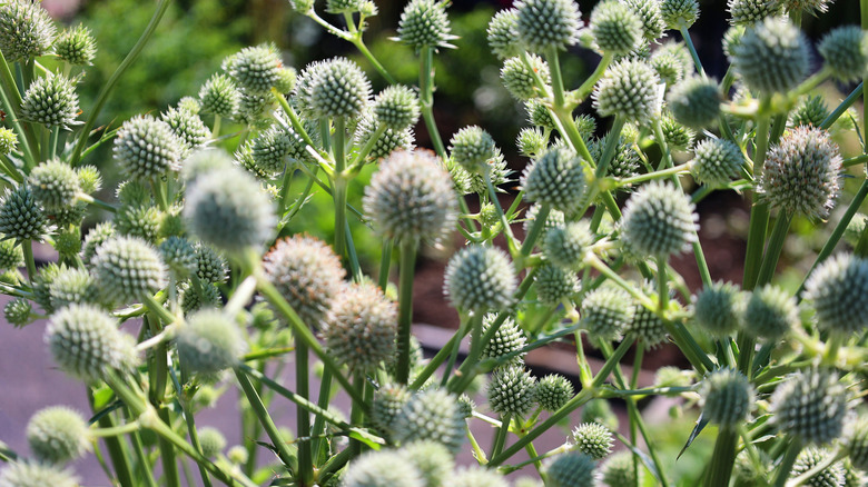 The distinctive flower heads of the native perennial plant called rattlesnake master.