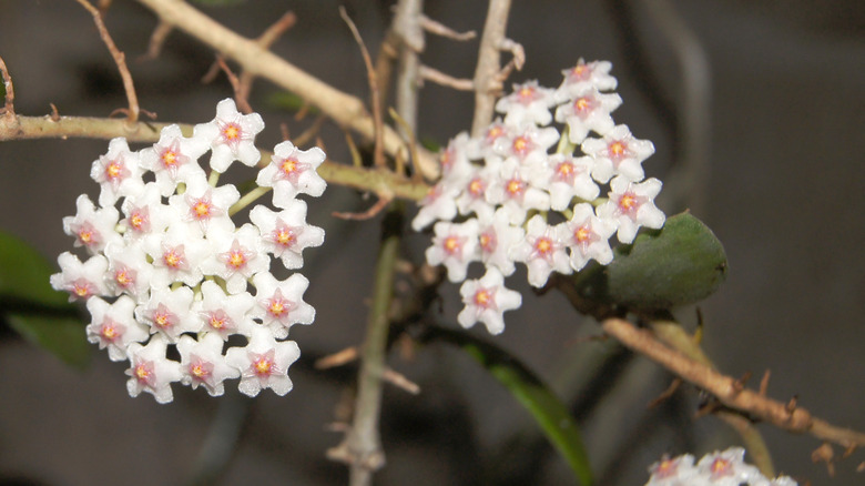 The delicate pink and white flower cluster of a Hoya nummularioides plant.