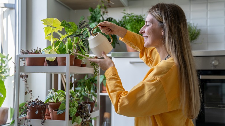 A woman waters houseplants being grown on a shelf in the kitchen.