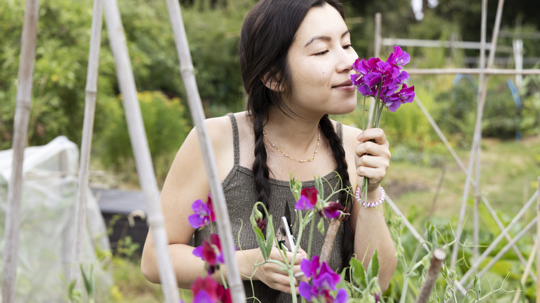 Woman smelling sweet pea blossoms in garden