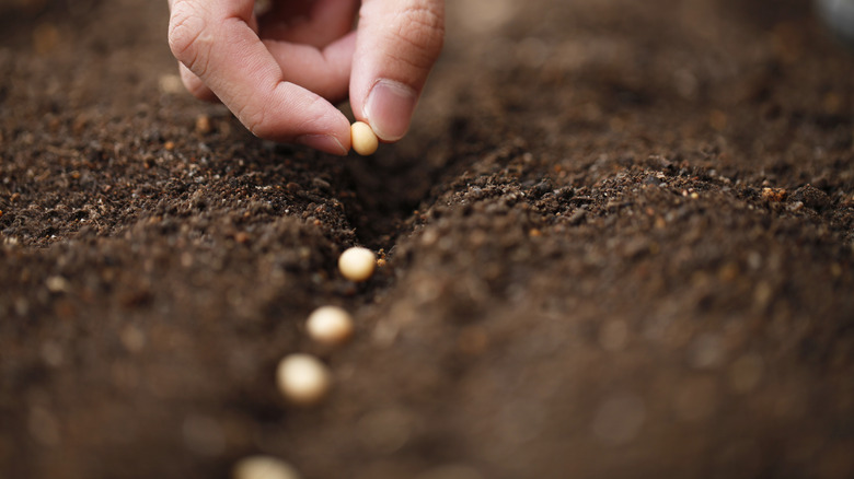 A hand planting large, white seeds in the soil in a line