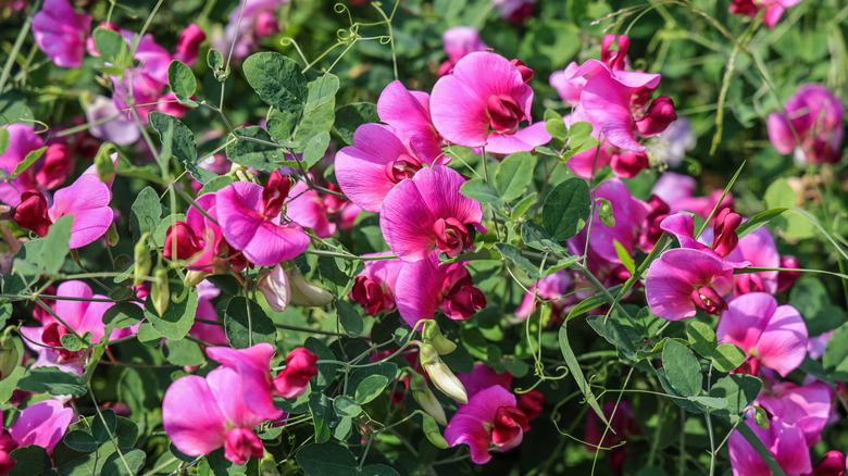 A close up of pink sweet peas against green leaves and vines outside