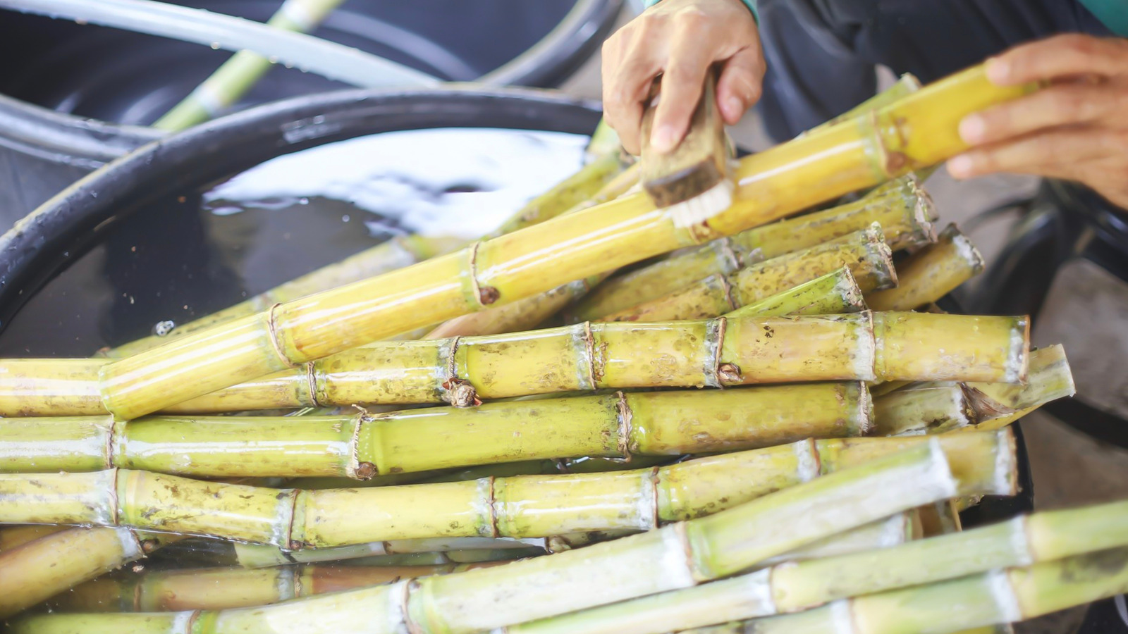 The Ideal Sugar Cane Substitute Thriving in Cold Climates