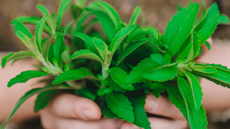 A woman holding fresh green stevia leaves