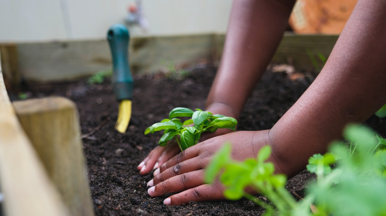 Close up of person planting some herbs into a planter box in the garden.