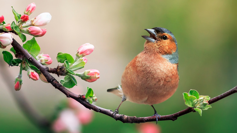 bird on tree branch
