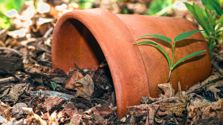 A terracotta pot half buried in the ground as a frog shelter.