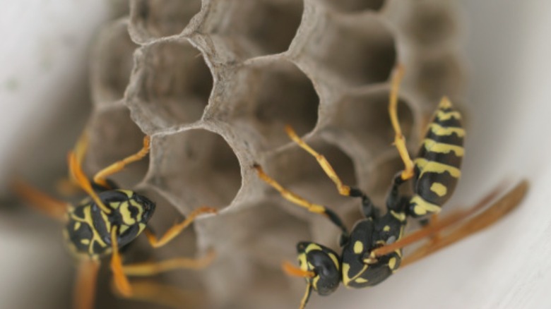 yellow jackets near their hive