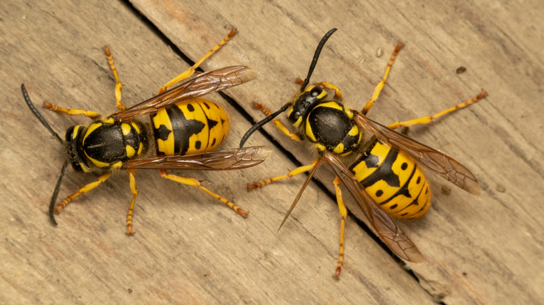 yellowjackets near their hive