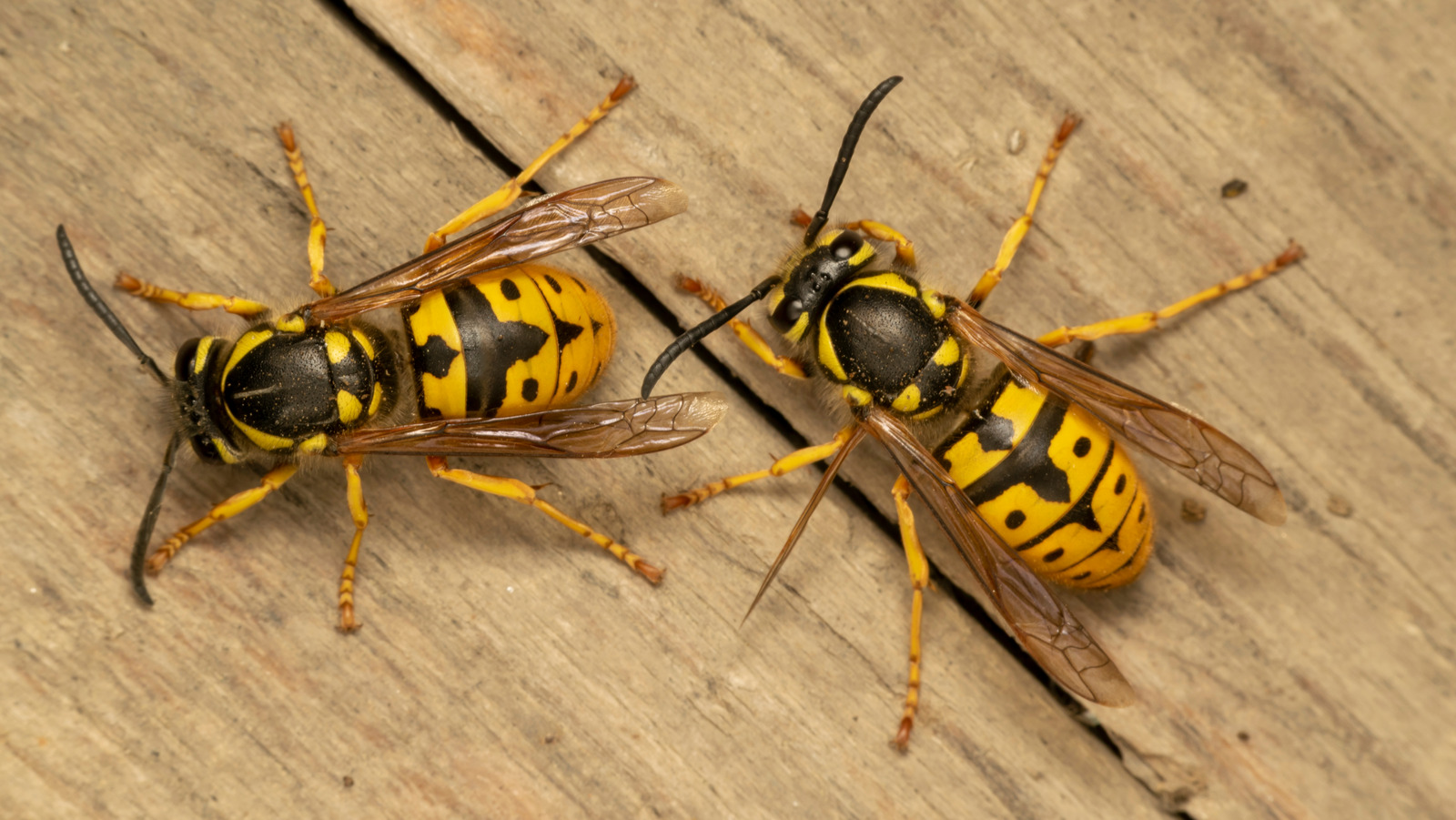 The Tabasco Hack That Will Keep Yellowjackets Away From Your Outdoor