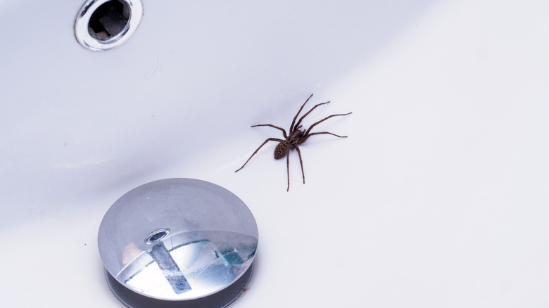 Spider in a wash basin