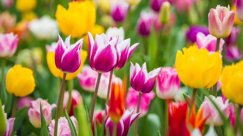 spring flowering bulbs