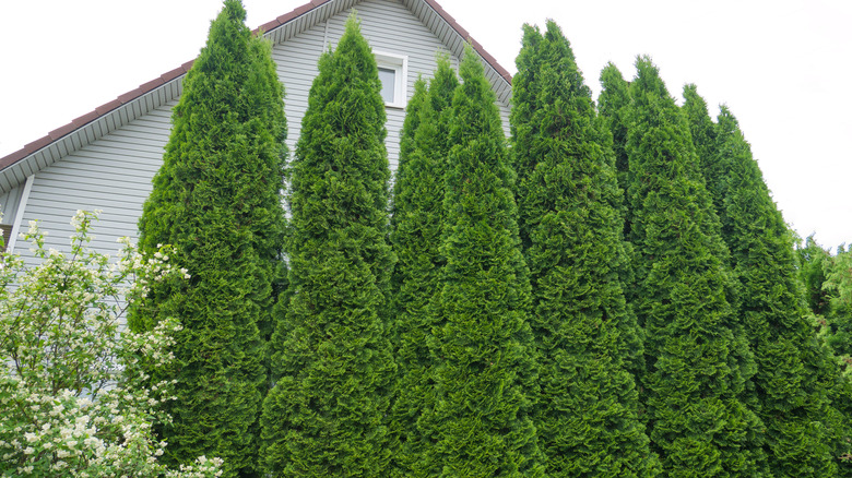 Tall shrubs in backyard