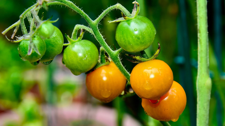 A closeup of the fruits on a Sungold cherry tomato plant at varying stages of ripeness