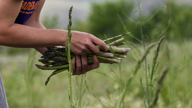 Someone harvesting asparagus