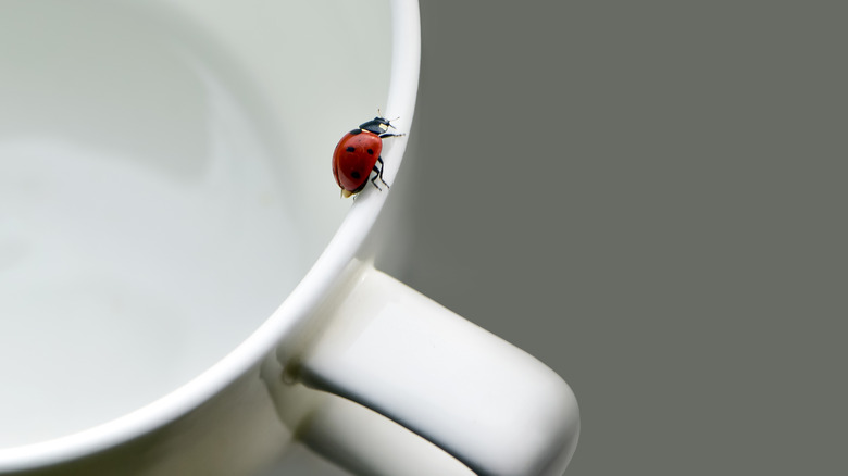 ladybug on rim of mug