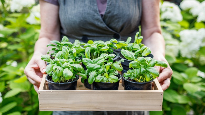 Woman picking basil starts from garden center 