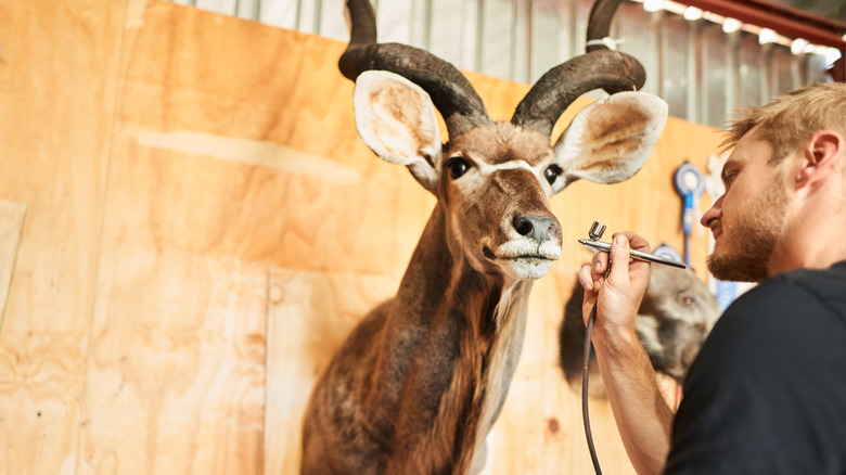 Man designing taxidermy animal