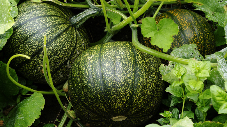 Green pumpkins in a garden