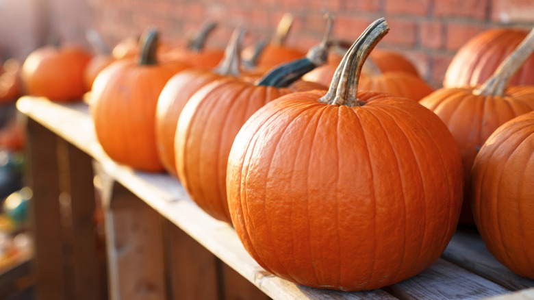 Pumpkins stored in a line side by side.